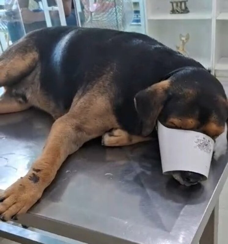 AJUDEM O PRETINHO 🙏🏻🙏🏻🐕🐕💚💚