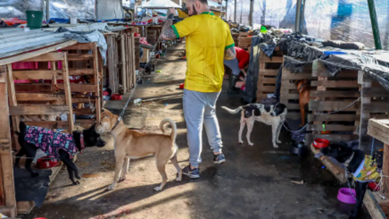 Ajuda Para os Abrigos dos Animais Resgatados nas Enchentes