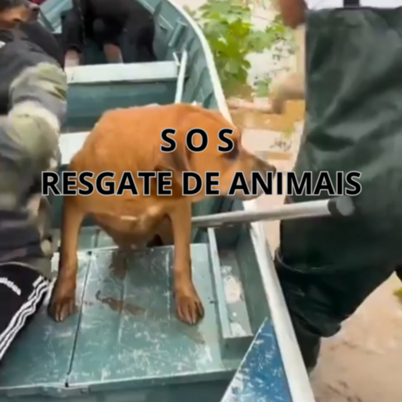 imagem da vaquinha Ajude os animais resgatados das enchentes 