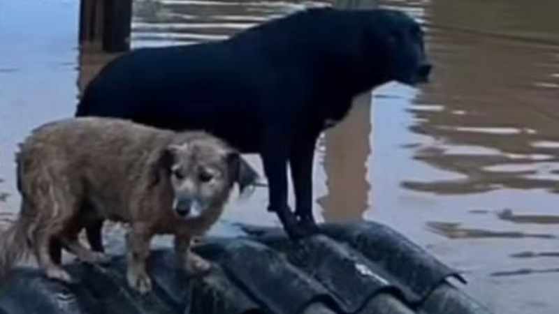 Todos pelo Rio Grande do Sul