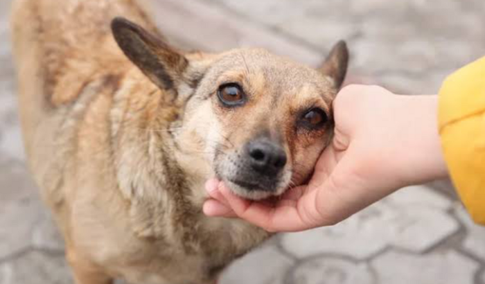 Alimente um cãozinho