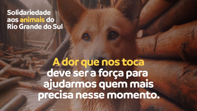SOS Pet - Enchente no Rio Grande do Sul 