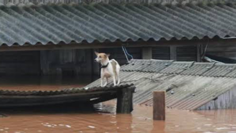 SOS central de resgate Orla do Gasômetro Porto Alegre