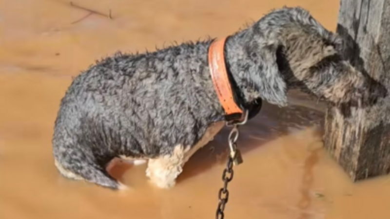 Ajude os Animais do Rio Grande do Sul