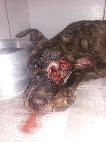 imagem da vaquinha Vaquinha para ajudar a Vitoria