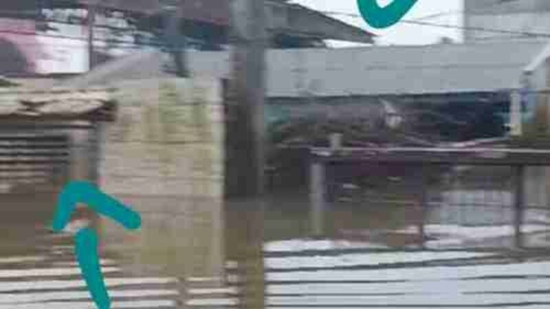 Ajude o Mano e a Grasi a reconstruir seu lar