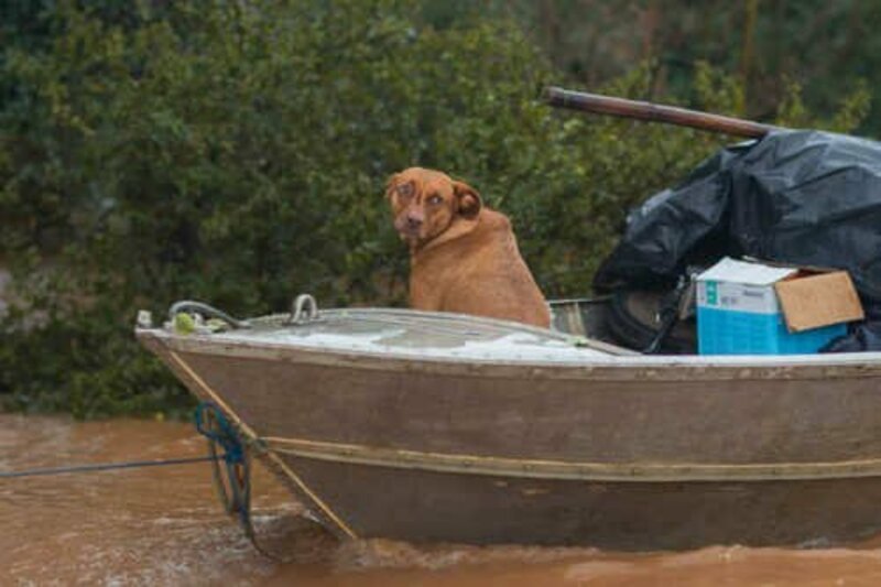 AJUDE OS ANIMAIZINHOS RESGATADOS - CANOAS RS