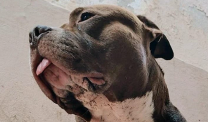 Ração e remédios para os animais resgatados no sul do país!