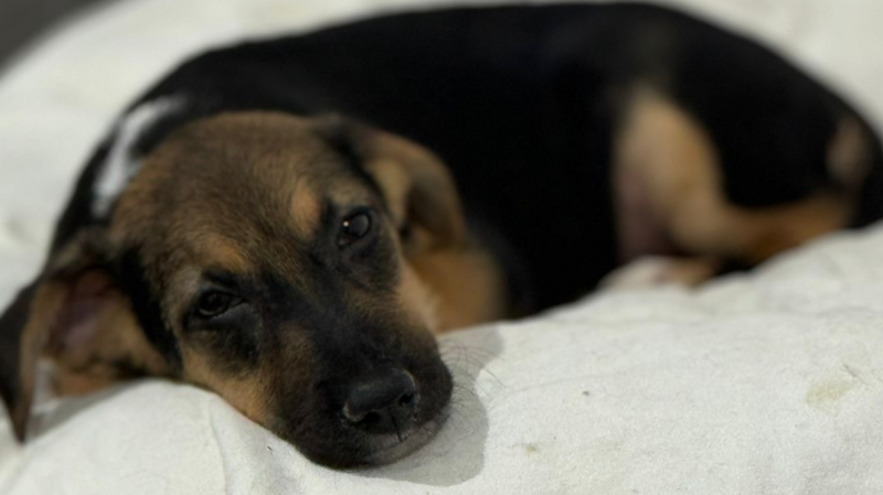 CIRURGIA CARDÍACA PDA para CATITA