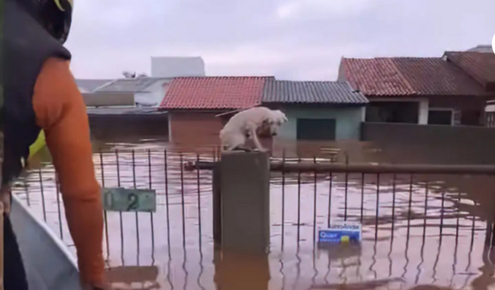 Vamos salvar os focinhos gaúchos