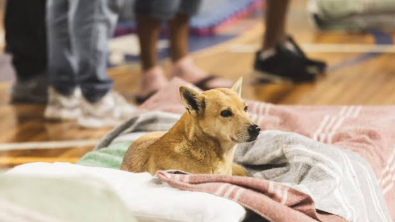 Ajuda veterinária RS