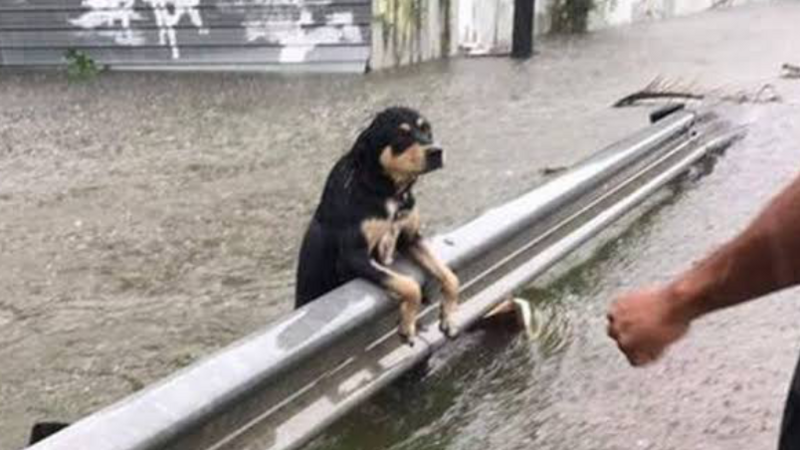 imagem da vaquinha AJUDE OS ANIMAIS DO SUL - Remédios p/ pulga carrapato,  Aquecedores para Abrigos, Caminhas/ cobertores e Vermífugos 