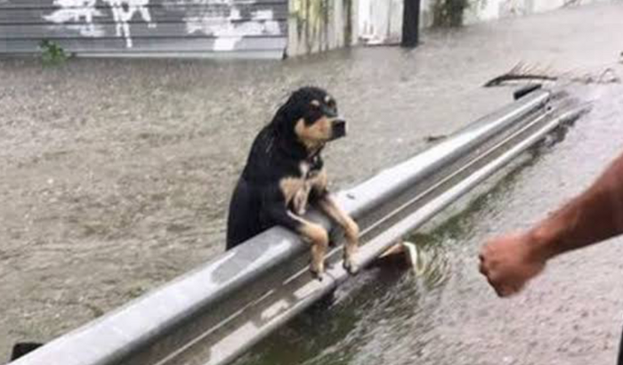 AJUDE OS ANIMAIS DO SUL - Remédios p/ pulga carrapato,  Aquecedores para Abrigos, Caminhas/ cobertores e Vermífugos 