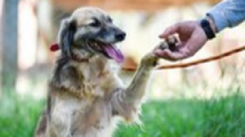 Ajuda animal - Rio Grande/RS