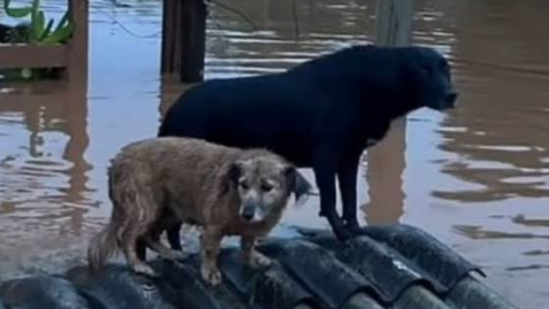 Nos ajude a ajudar os animais do Rio Grande do Sul