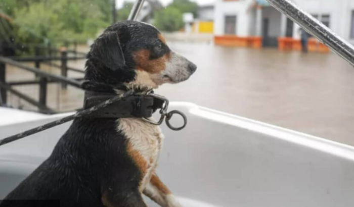A ENCHENTE NO RS DESTRUIU, VAMOS AJUDAR NOSSOS ANIMAIS
