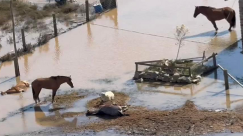 Ajuda aos cavalos da enchente  no Rio Grande do Sul