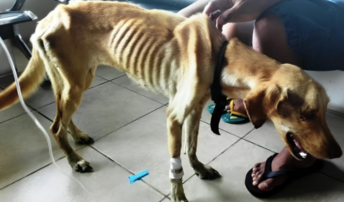 Alimente um amigo de quatro patas