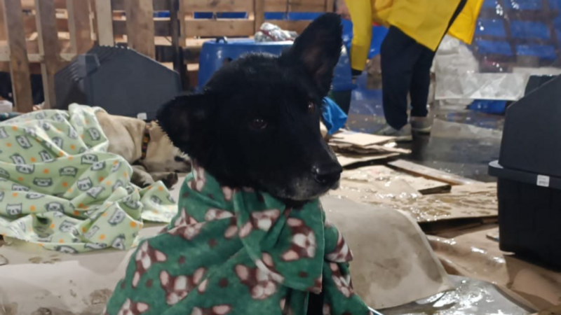 Abrigo para 200 cães 