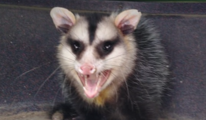 Vakinha para alimentar os salamangutangos da enchente