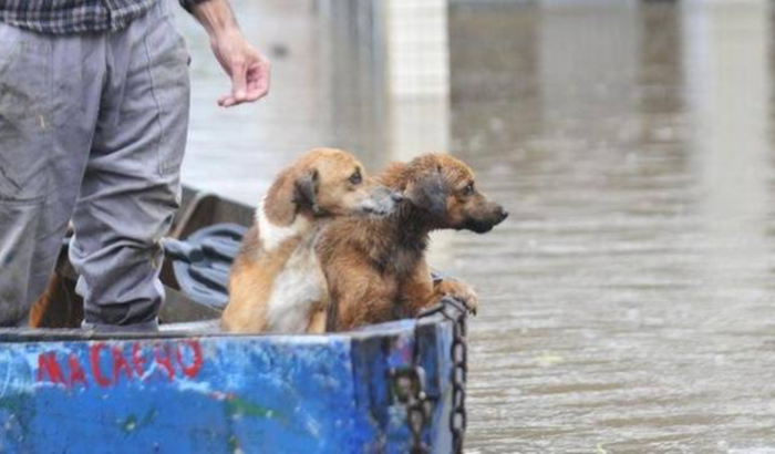 ANIMAIS DA ENCHENTE (ração e medicação)