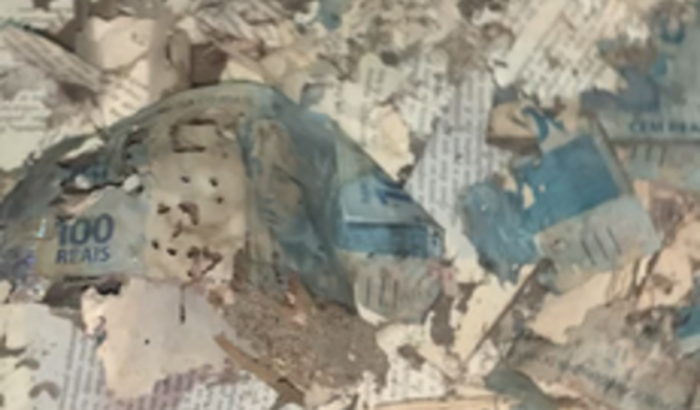 Recuperar dinheiro comido por bichos