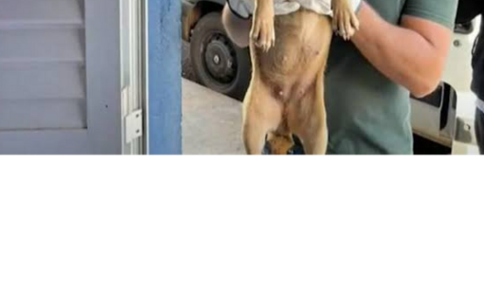 SOS ANJOS DE 4 PATAS