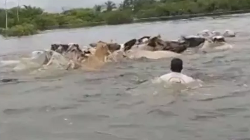 Alimentos para o gado no RS