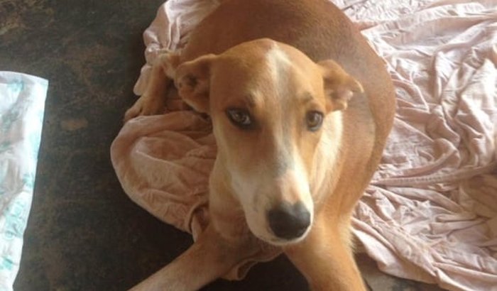 Ajuda Cirurgia Cachorrinha Fefa