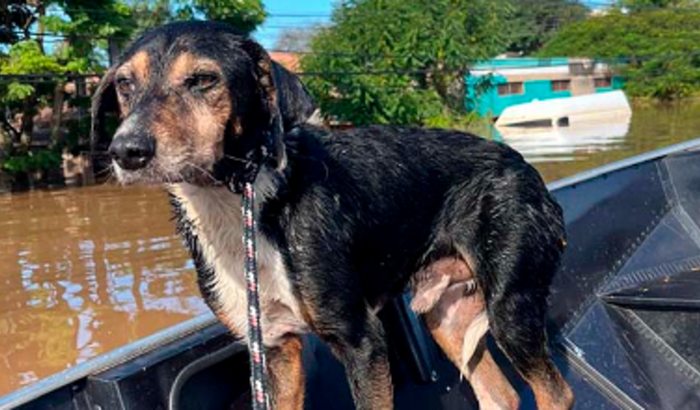 SOS Animais Rio Grande do Sul