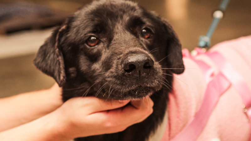 Aubrigo Scooby - cães resgatados das enchentes 