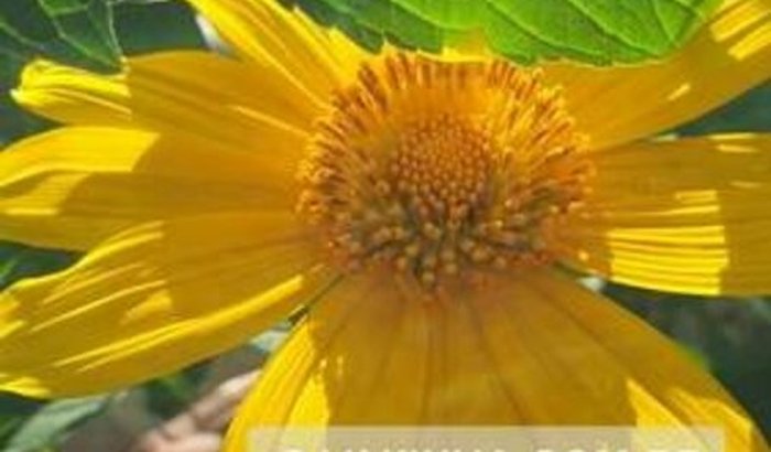 Vaquinha Fraterna: Apoie a Casa Crioula 2024