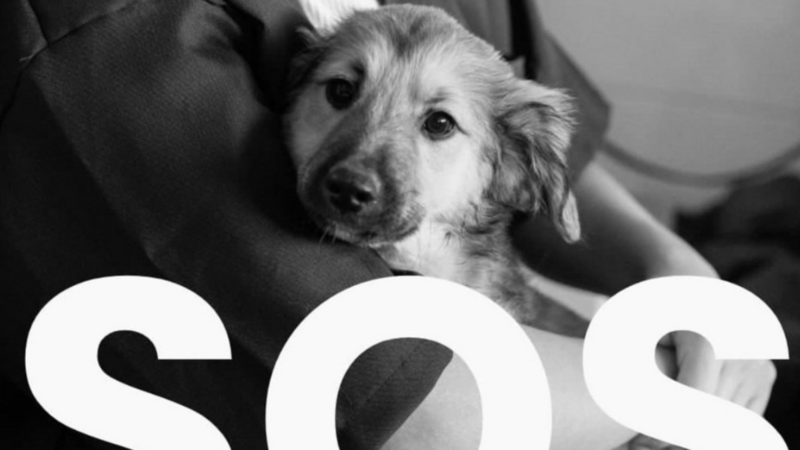 Ajuda para mandar veterinários ao RS- Canoas