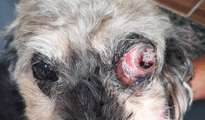 Enucleaçao do bili ( extração ocular )