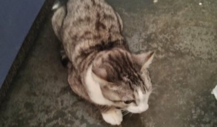 Arrecadar alimentojuda de vocês