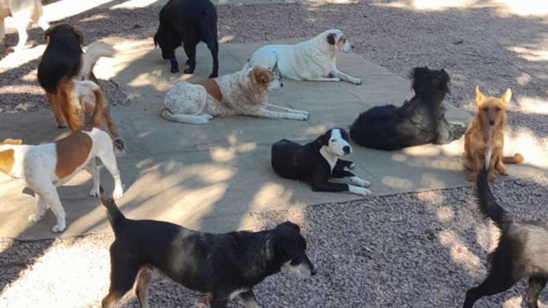 CASTRAÇÕES CÃES DA ENCHENTE 