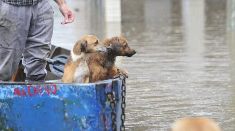 Insumos para os Pets do Rio Grande do Sul
