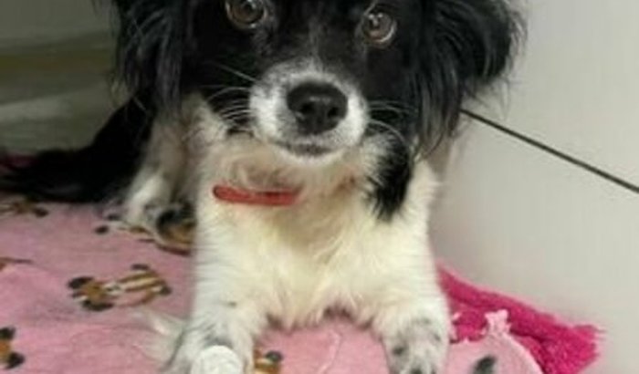 a milka não resistiu 