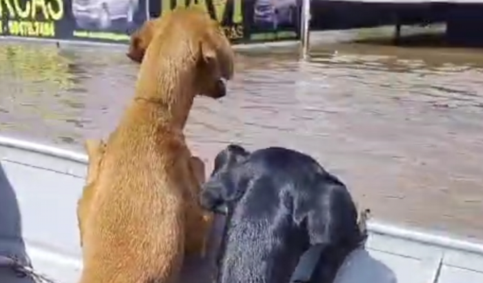 AJUDA ANIMAIS RS