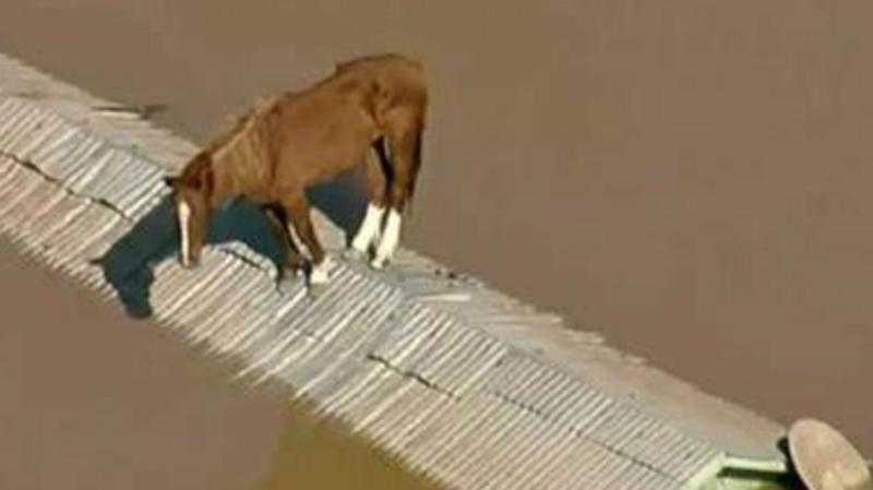 Ajude Equinos Enchentes Rio Grande do Sul