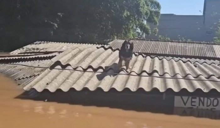 Cães e gatos, enchente R G doSul!🐈😻