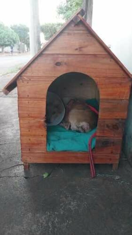 Cachorro com miíase no rabinho 