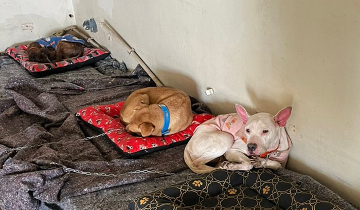 Passagem para veterinários voluntários RS