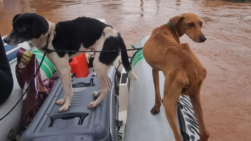 Viagem para ajudar/resgatar animais no RS