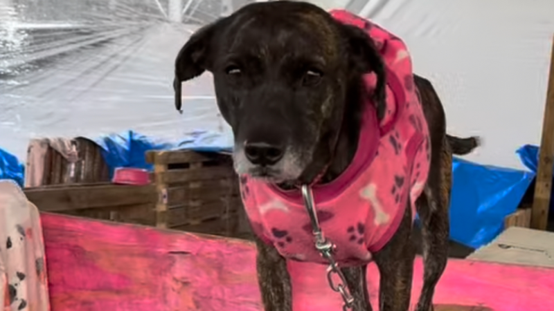 AJUDA - Abrigo de Animais - Mathias Velho Rs