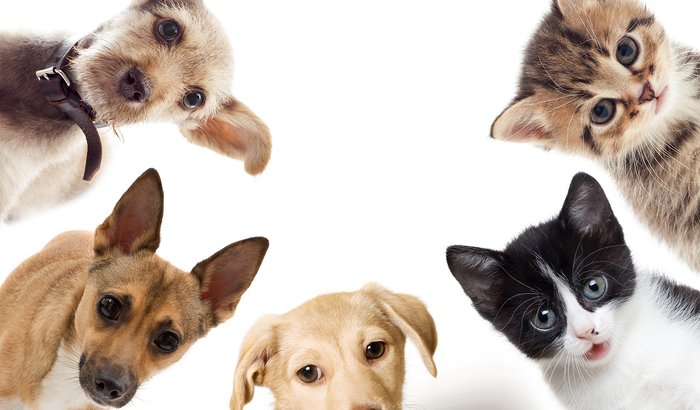 S.O.S. PETs