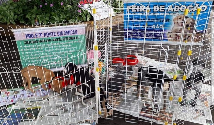 AJUDEM OS ANIMAIS DE RUA