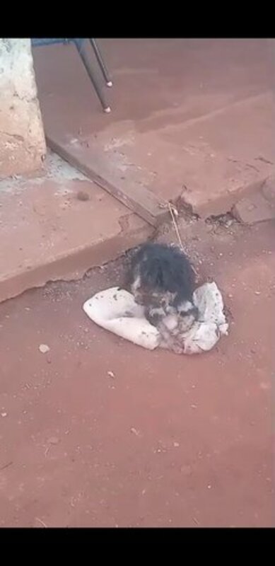 Cachorro miase no olho