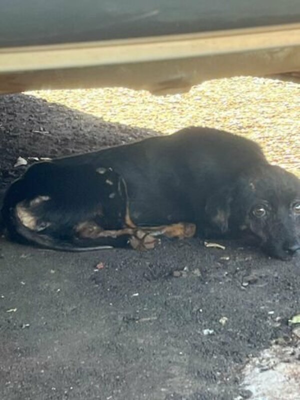 Cachorro com sarna