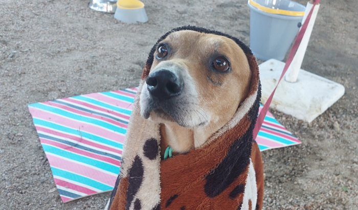 MÁQUINA DE LAVAR E SECAR PARA OS PETS DO RS